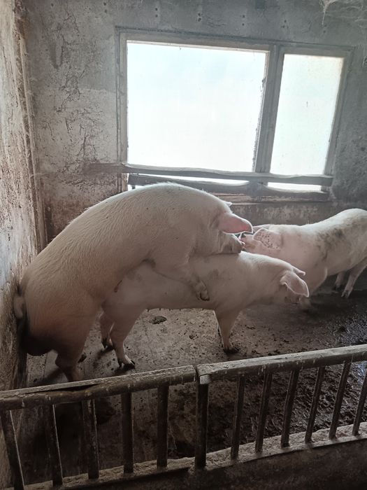 Продавам оплодени прасета