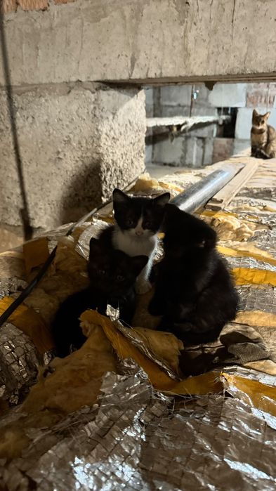Ищут дом котятки