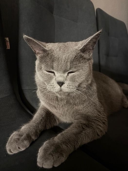Отдам кошку бесплатно