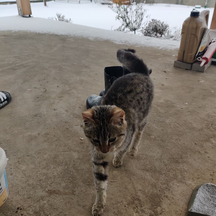 Spre adopție pui pisica