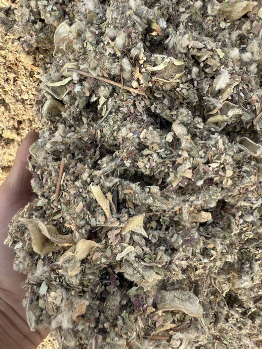 Мақта қауашағы, қауашақ