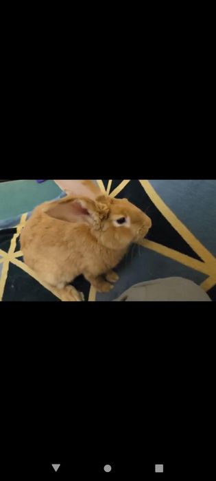 Кролик Бургундский мальчик