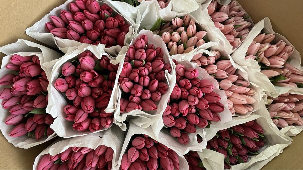 Тюльпаны высокого качества