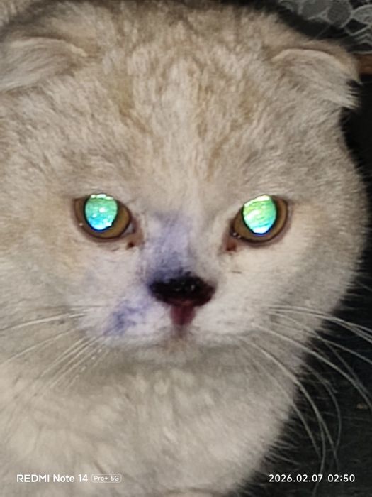 Zotli ogil bola mushuk obmen qlama kichkina zotli muwuga