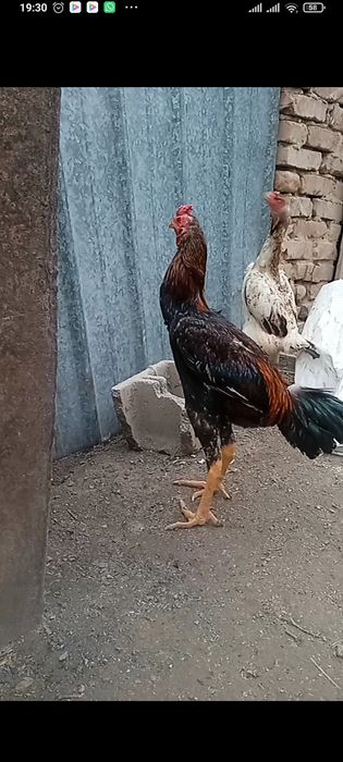 Продам дакан петушка