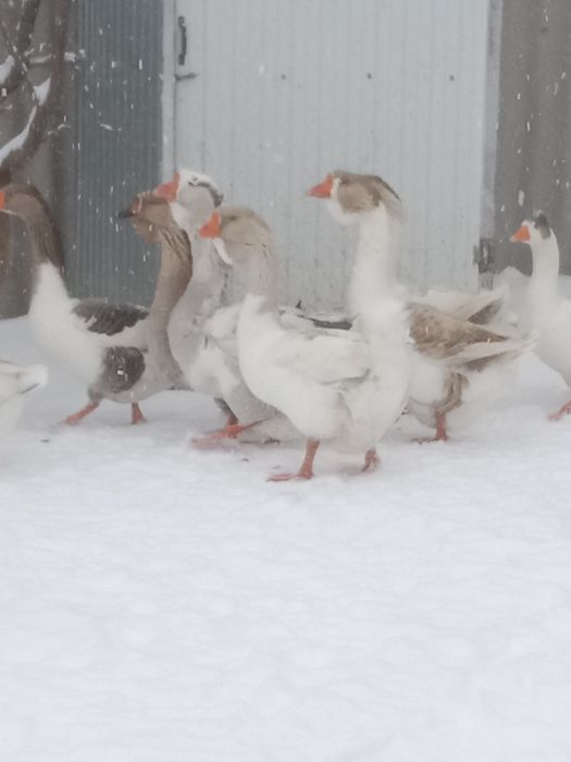 Продам гусей холмогоров