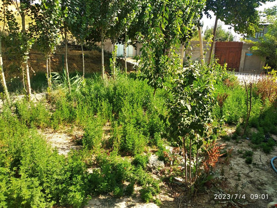 Продается дом с участком