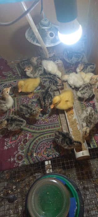 Индюшата Гусята Утята Продам срочно