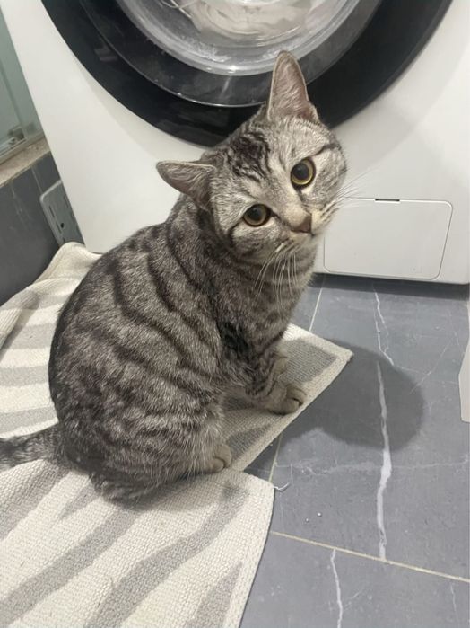 Британский котик в добрые руки