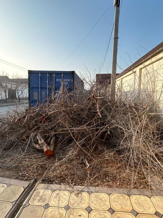 от юағауға арналған ағаштар