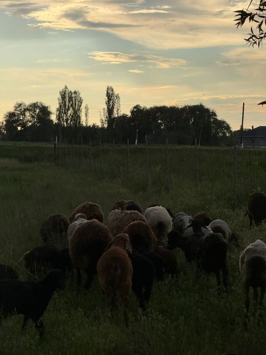 Қойлар сатылады семіз,бордақыланған.