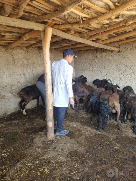 Veterinariya Xizmati tez qulay  SAMARQAND  PASTARGʻOM ,  HAZORA ,  SHA
