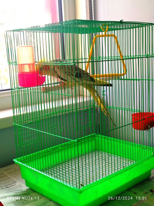 Carella qushi Yirik qush