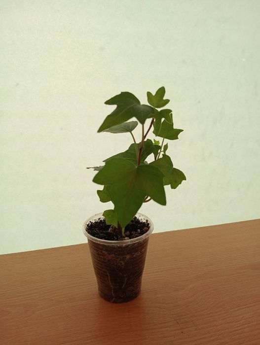 Комнатные цветы  от 1000 тенге.