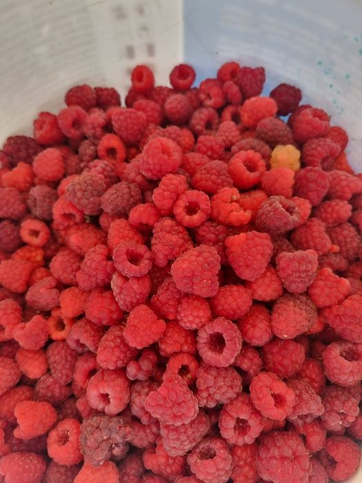 Продам малину домашняя