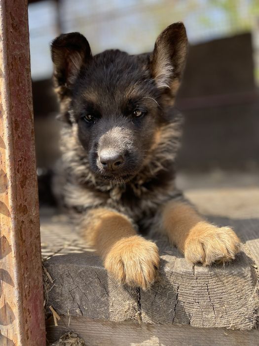 Щенки немецкой овчарки