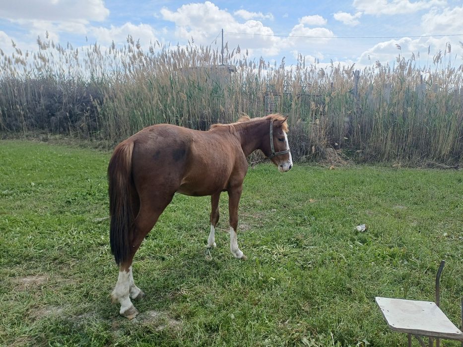 Ot sotiladi 5 qashqa  3 yoshar minishga qo'yadi