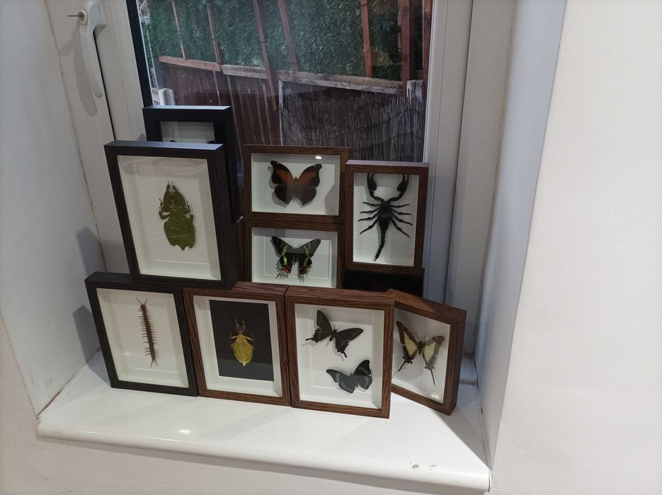 Пеперуди в рамка