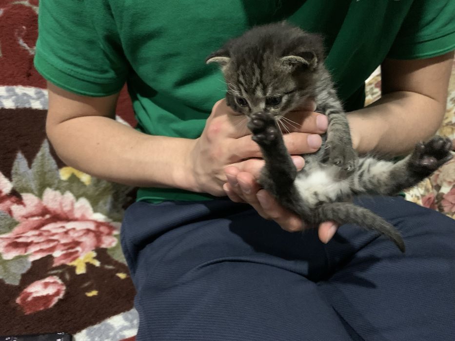 Отдам котенка, девочку