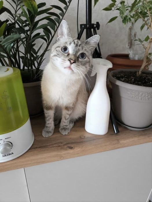 Котик даром в хорошие руки