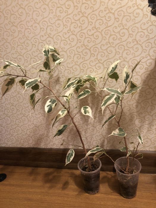 Фикус Бенжамин Twilight