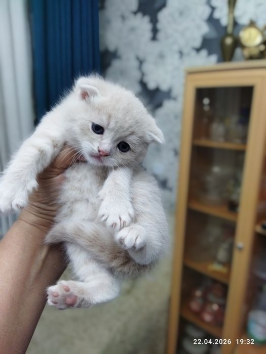 Готовы к продаже шотландские котята