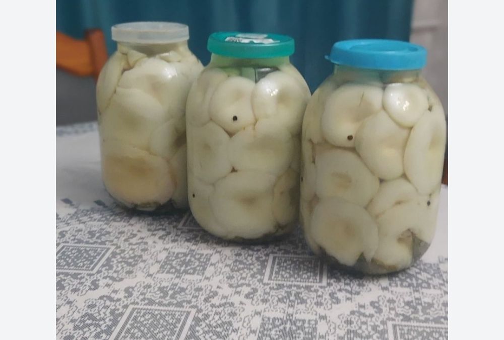 Продаю грибы грузди