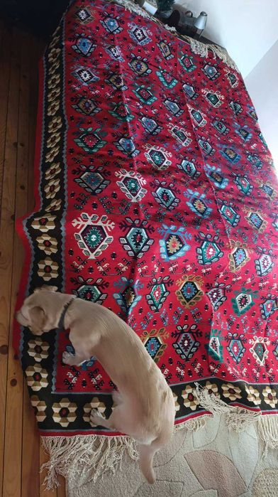 Чисто нов Чипровски килим 3.03 × 2.20 м – ръчна изработка, с етикет