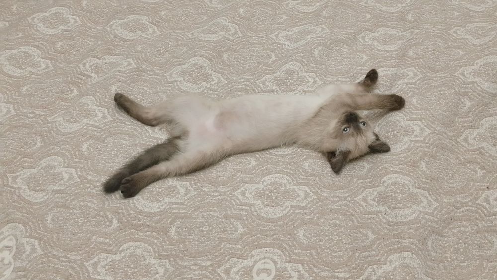 Продается сиямский котёнок 3 месяца