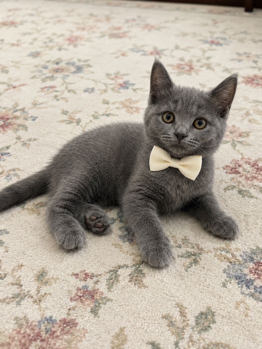 Mushuk sotiladi scottish fold