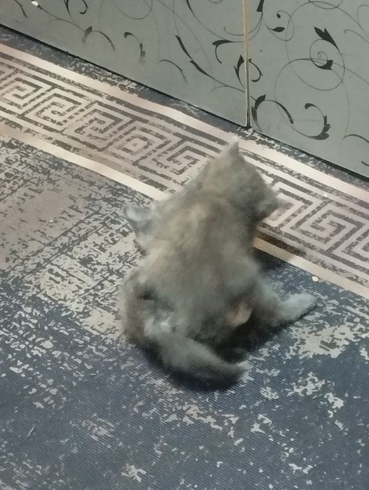 Отдам даром котят две девочки