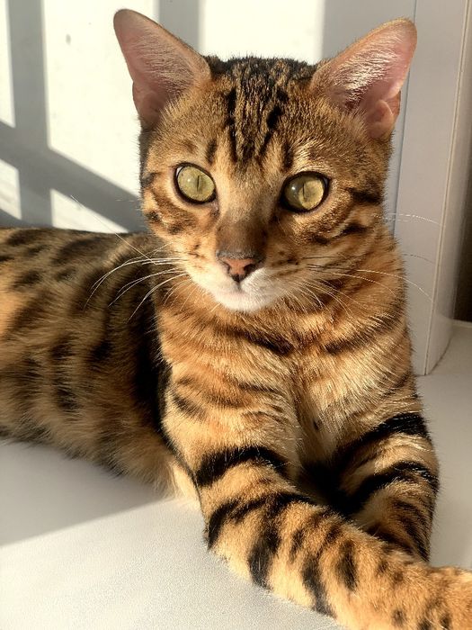 Ищем невесту для кота