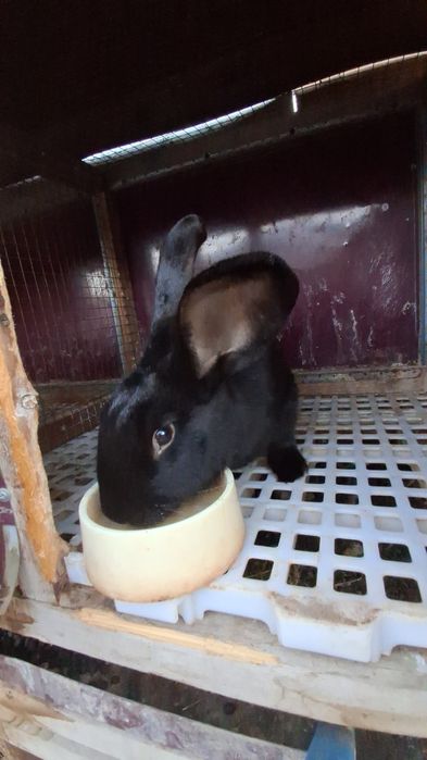 Quyon Sotiladi 4- Kilo