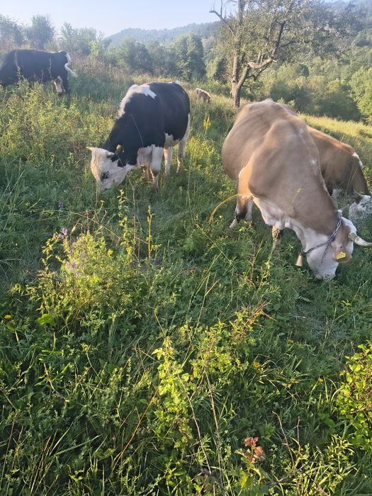 Vînd 16 vaci prețul la fața locului