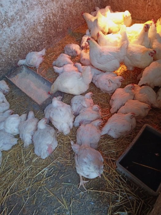 Vând găini de carne bio