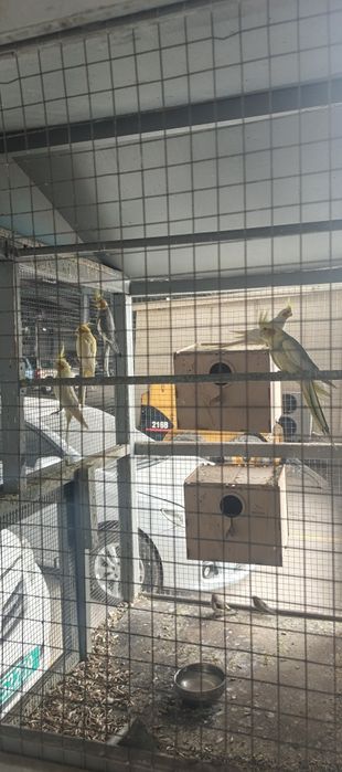 Karela sotiladi yoki barter qilamiza tovulaga