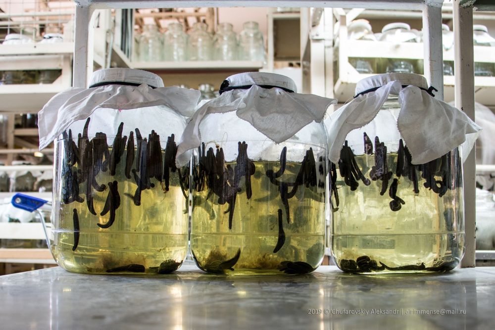 Медицинские пиявки