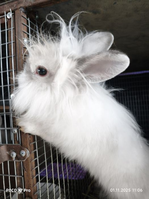 Карликовые кролики