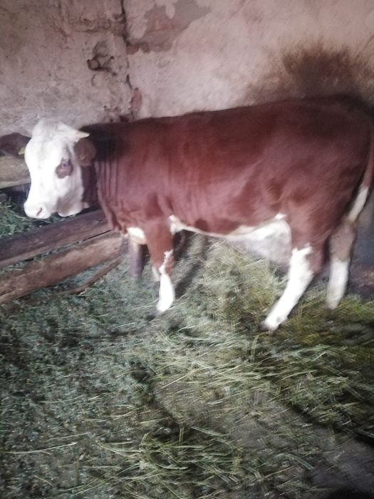 Vând, Vițeaua 11 luni