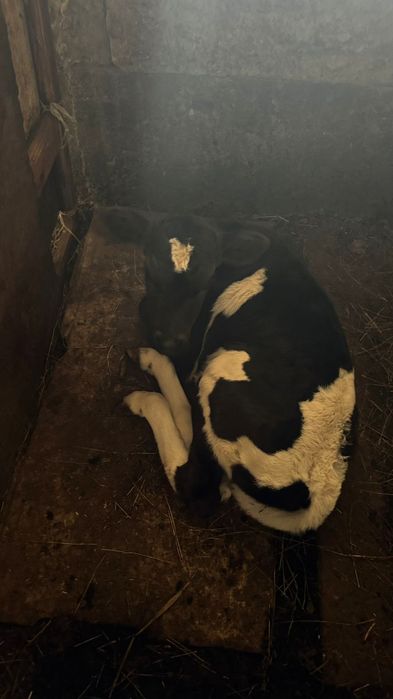 Бұзаулы сиыр сатылады тез арада!!!