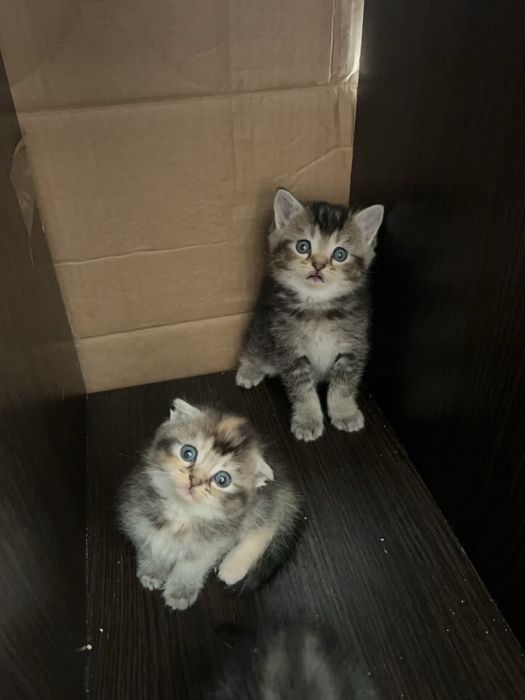 Уральск котята бронь