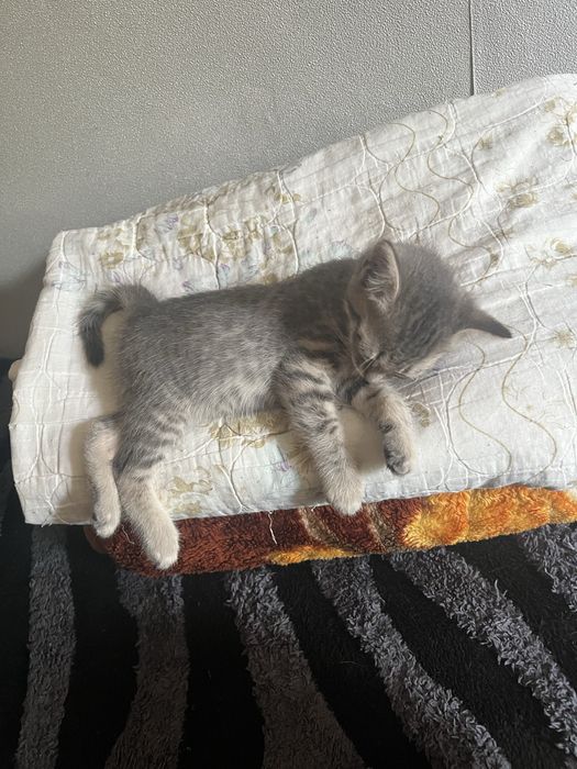 Отдам в хорошие руки