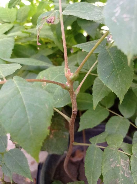 Черный Орех настоящий целитель