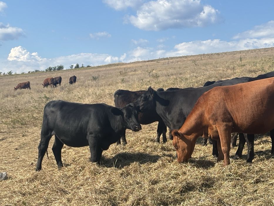 Juninci Angus + Vitele Angus, 6-21 luni, inscrise in asociatie
