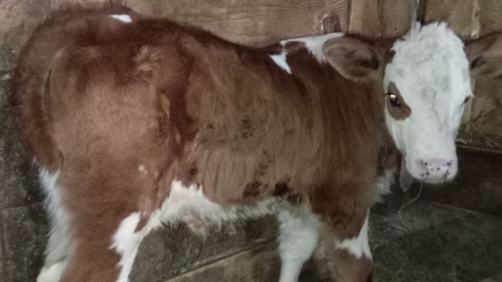 Vând tăuraș bălțat și vițică Angus de 2 luni