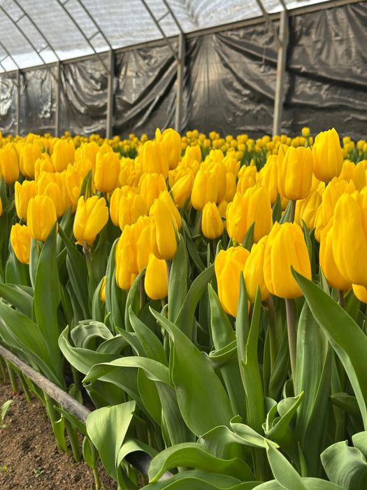 Тюльпаны оптом премиальный сорта