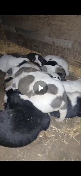 Кушік сатылады тобет 50мың