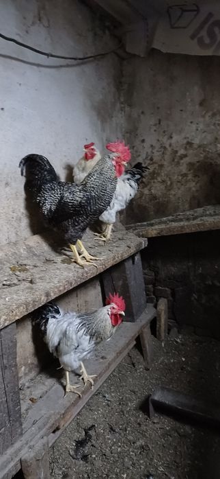 Продаю  домашних  петухов