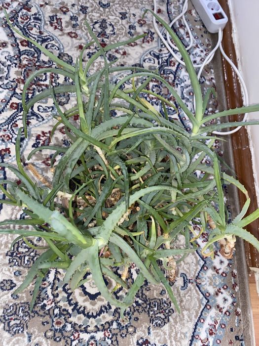 Продается Алоэ столетник