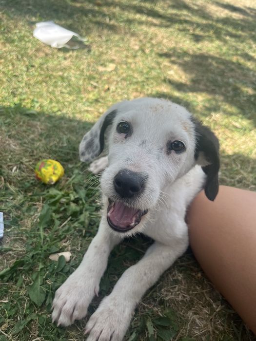 Pui de catelusi adoptie